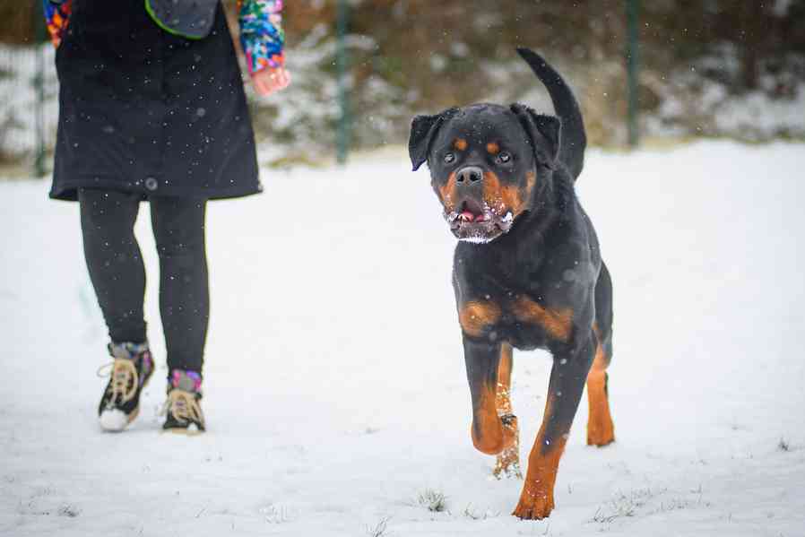 Muzzle – rozvážný chytrolín - rotvajler k adopci - foto 2