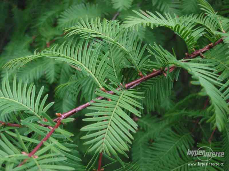 Metasequoia Glyptostroboides - semena - foto 1