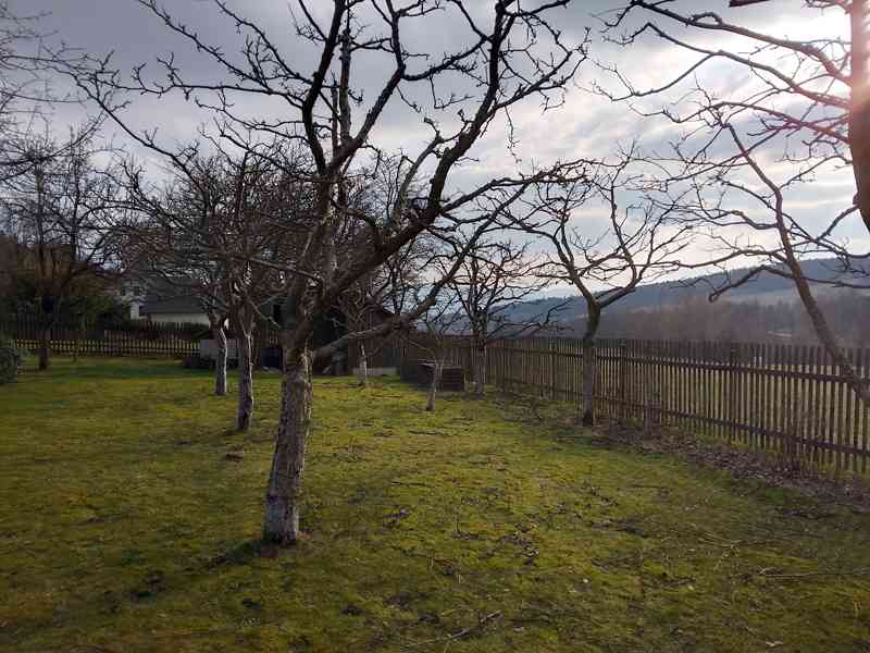 Prořez ovocných stromů a sadů - foto 5