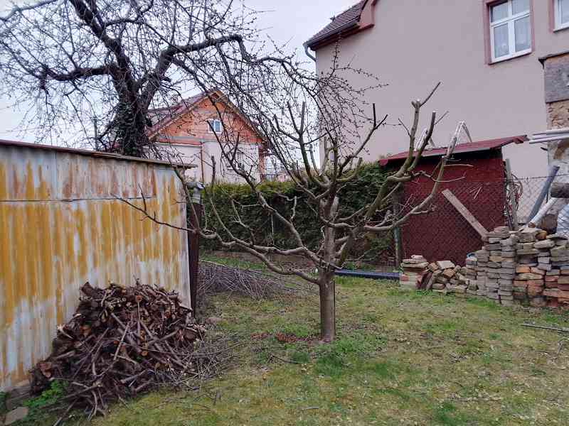 Prořez ovocných stromů a sadů - foto 3