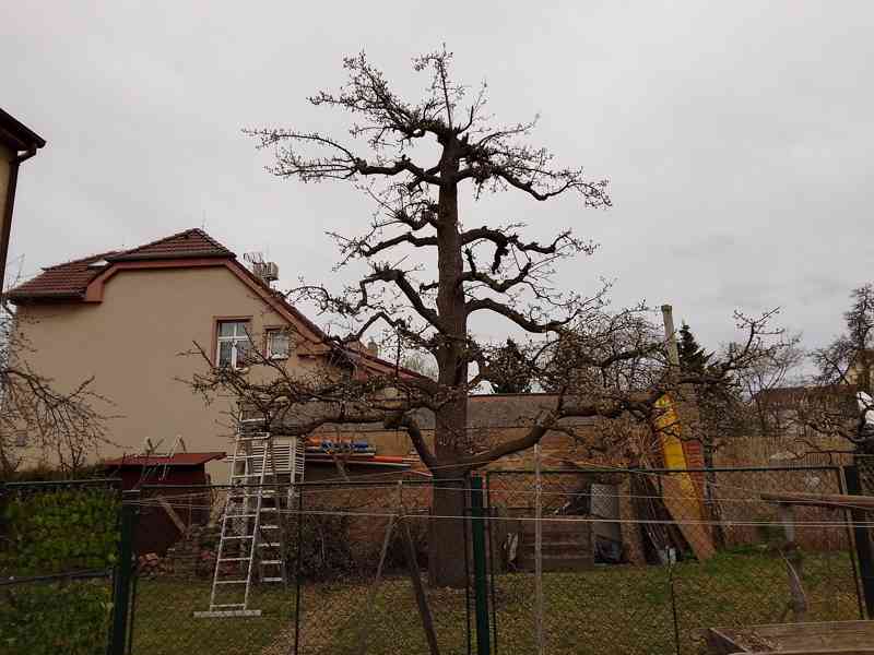 Prořez ovocných stromů a sadů - foto 4