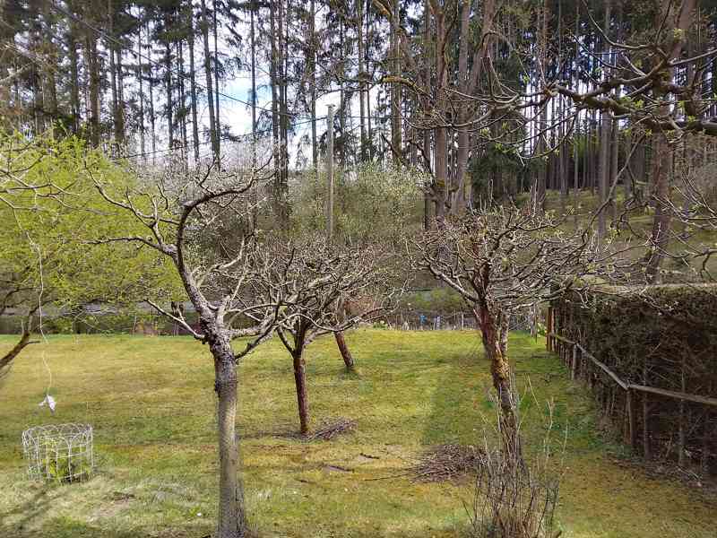 Prořez ovocných stromů a sadů - foto 2