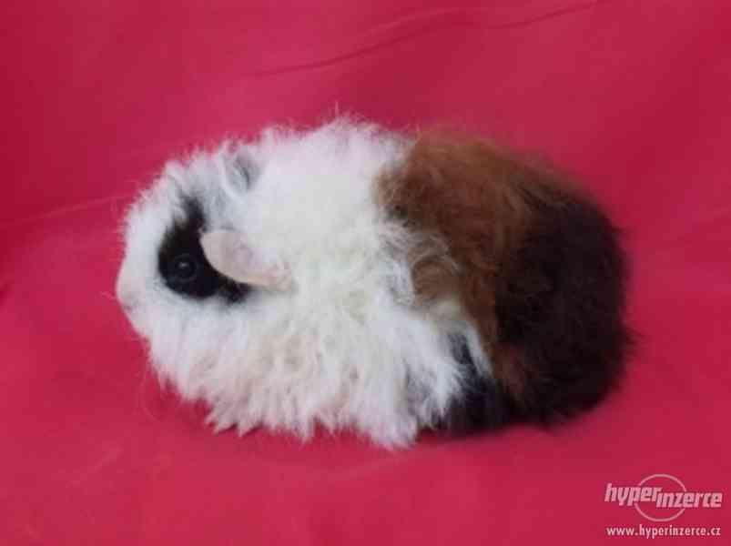 Morčátka plemen šeltie, coronet, merino a texel s PP - foto 1