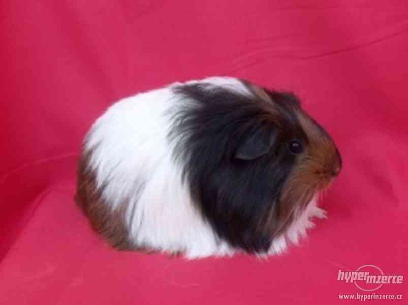 Morčátka plemen šeltie, coronet, merino a texel s PP - foto 2