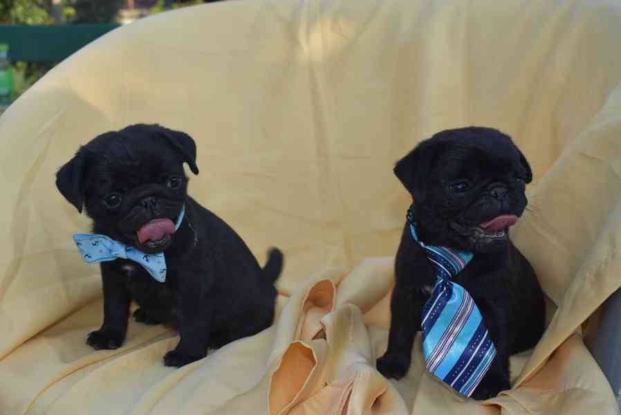 Štěňata mops k přestěhování