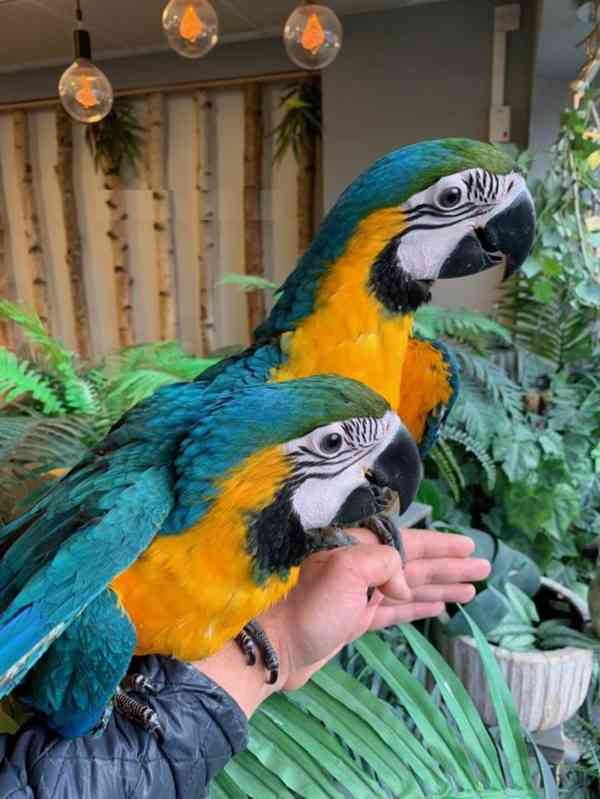 Krotcí papoušci z ručního chovu, zdravá mláďata a oplozená l - foto 5