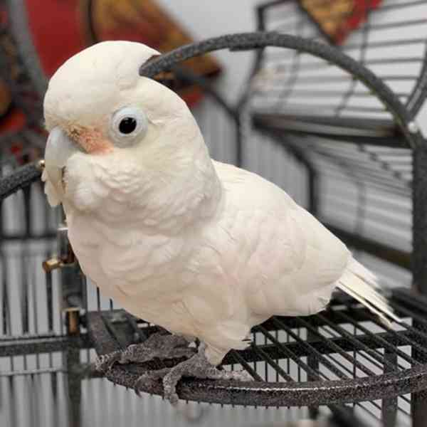 Krotcí papoušci z ručního chovu, zdravá mláďata a oplozená l - foto 6