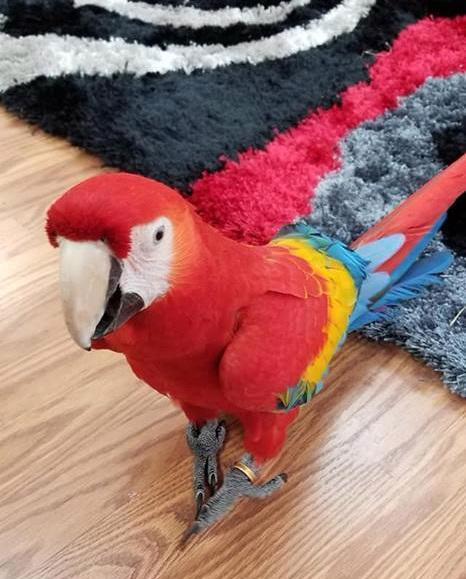 Krotcí papoušci z ručního chovu, zdravá mláďata a oplozená l - foto 4