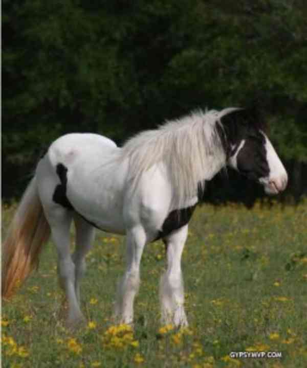 Adopce cikánského koně Vannera   Krásný Gypsy Vanner Horse,  - foto 1