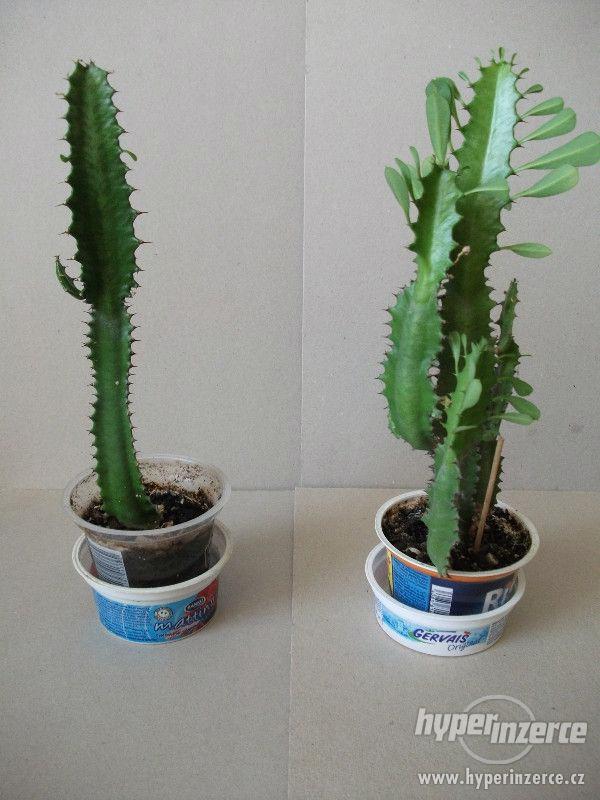 Kovbojský kaktus - pryšec trojboký - foto 1