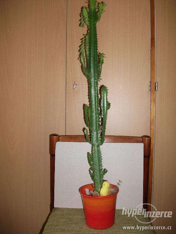 Kovbojský kaktus - pryšec trojboký - foto 2