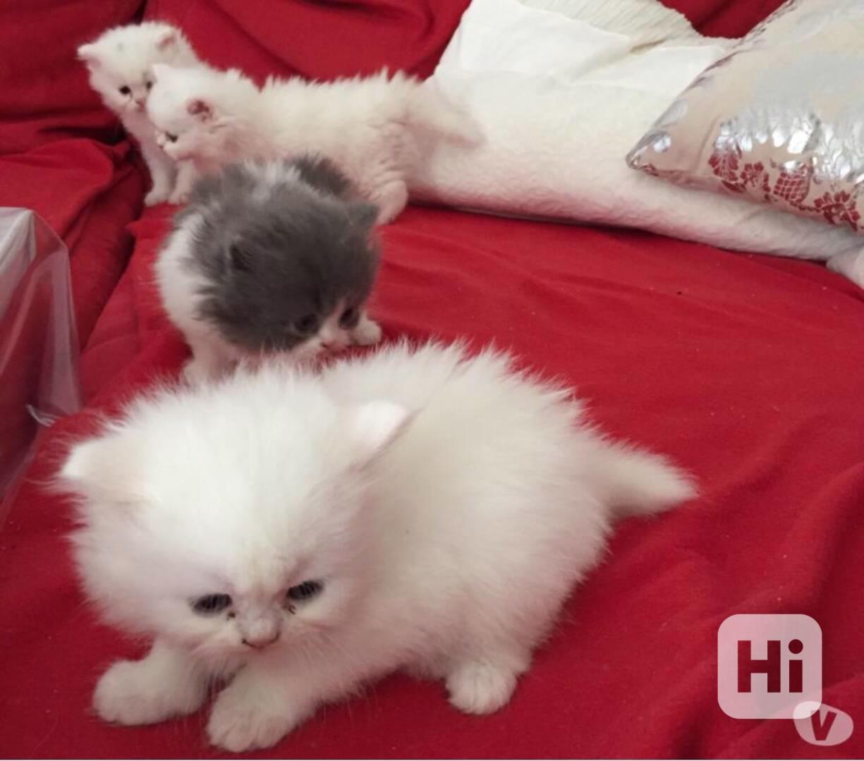 Perská koťata spp - foto 1