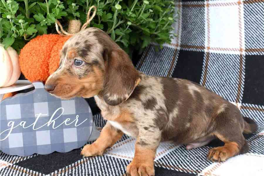 Rozkošná štěňata jezevčíka – milující a hraví společníci - foto 4