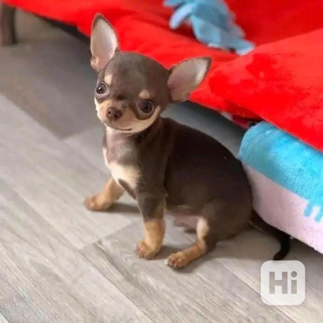 Štěňata čivavy - foto 1