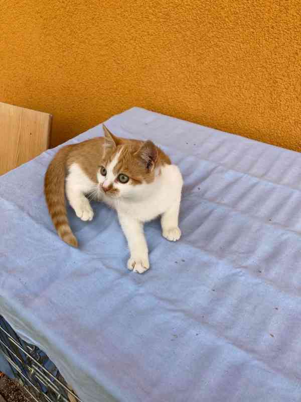 Dva šviháci se nabízejí - foto 6
