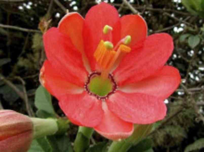 Sazenice Passiflora mixta - mučenka promísená - foto 1