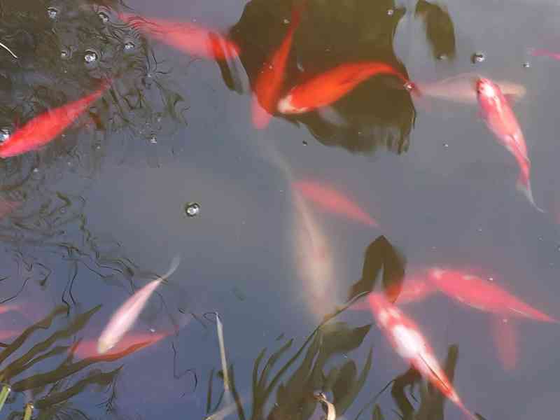 Jezírkové ryby - okrasné - foto 3