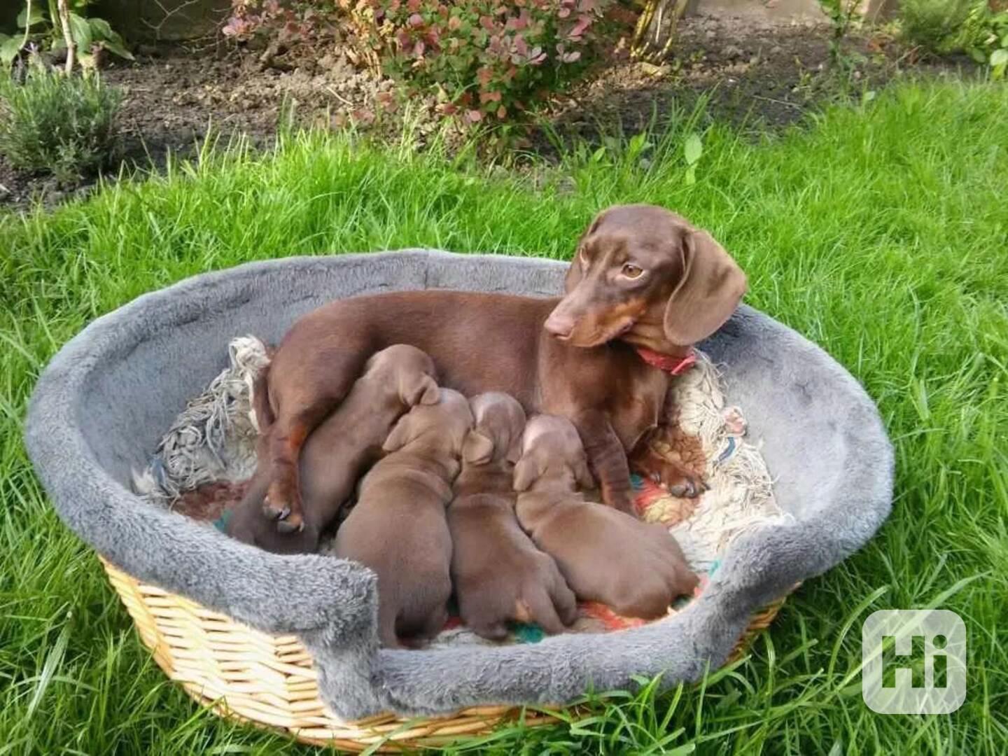 Čokoládový jezevčík hladkosrstý trpasličí bez PP - foto 1