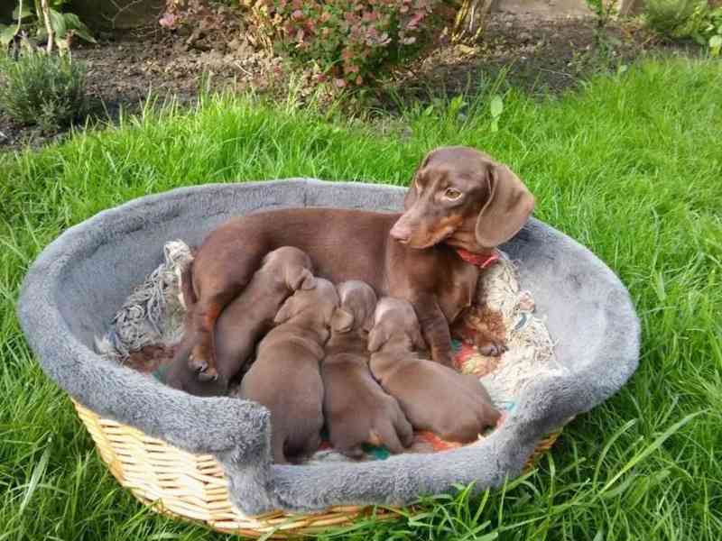 Čokoládový jezevčík hladkosrstý trpasličí bez PP