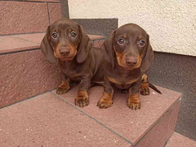 Čokoládový jezevčík hladkosrstý trpasličí bez PP - foto 3