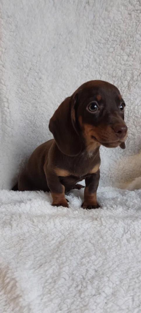 Čokoládový jezevčík hladkosrstý trpasličí bez PP - foto 5