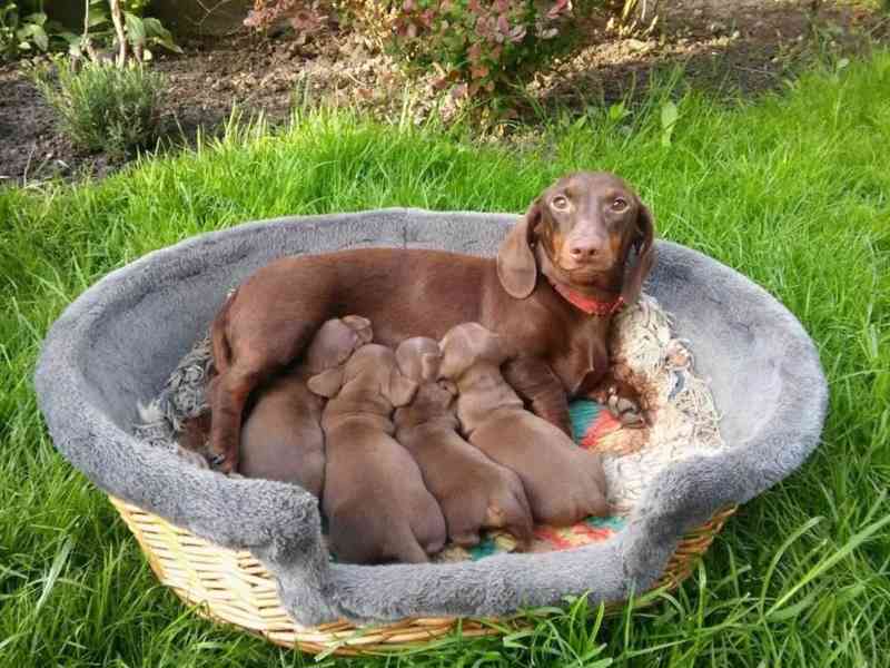 Čokoládový jezevčík hladkosrstý trpasličí bez PP - foto 2