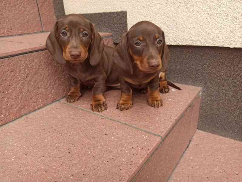 Čokoládový jezevčík hladkosrstý trpasličí bez PP - foto 4