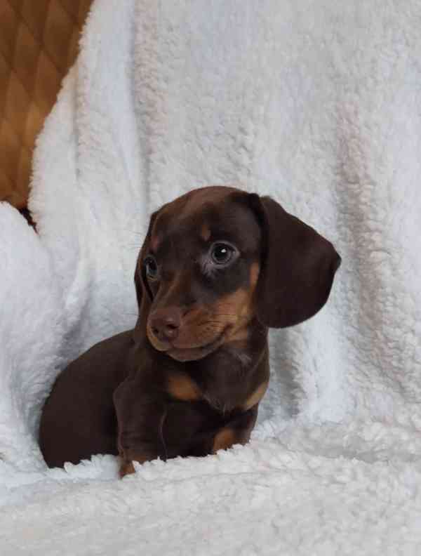 Čokoládový jezevčík hladkosrstý trpasličí bez PP