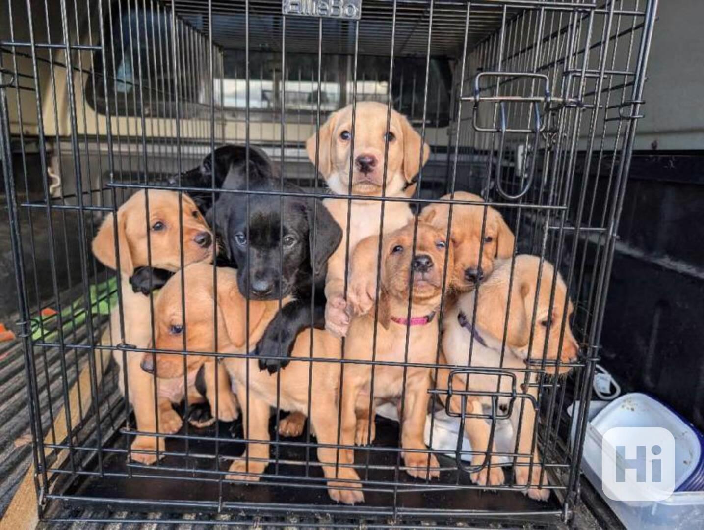 K dispozici labrador k prodeji - foto 1