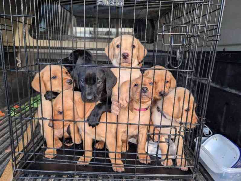 K dispozici labrador k prodeji - foto 1