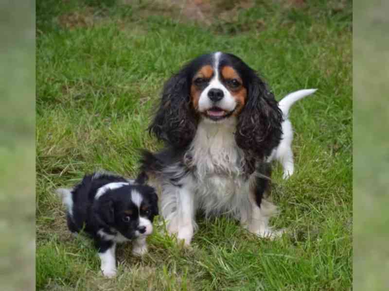 King charles španěl - štěňata - foto 4