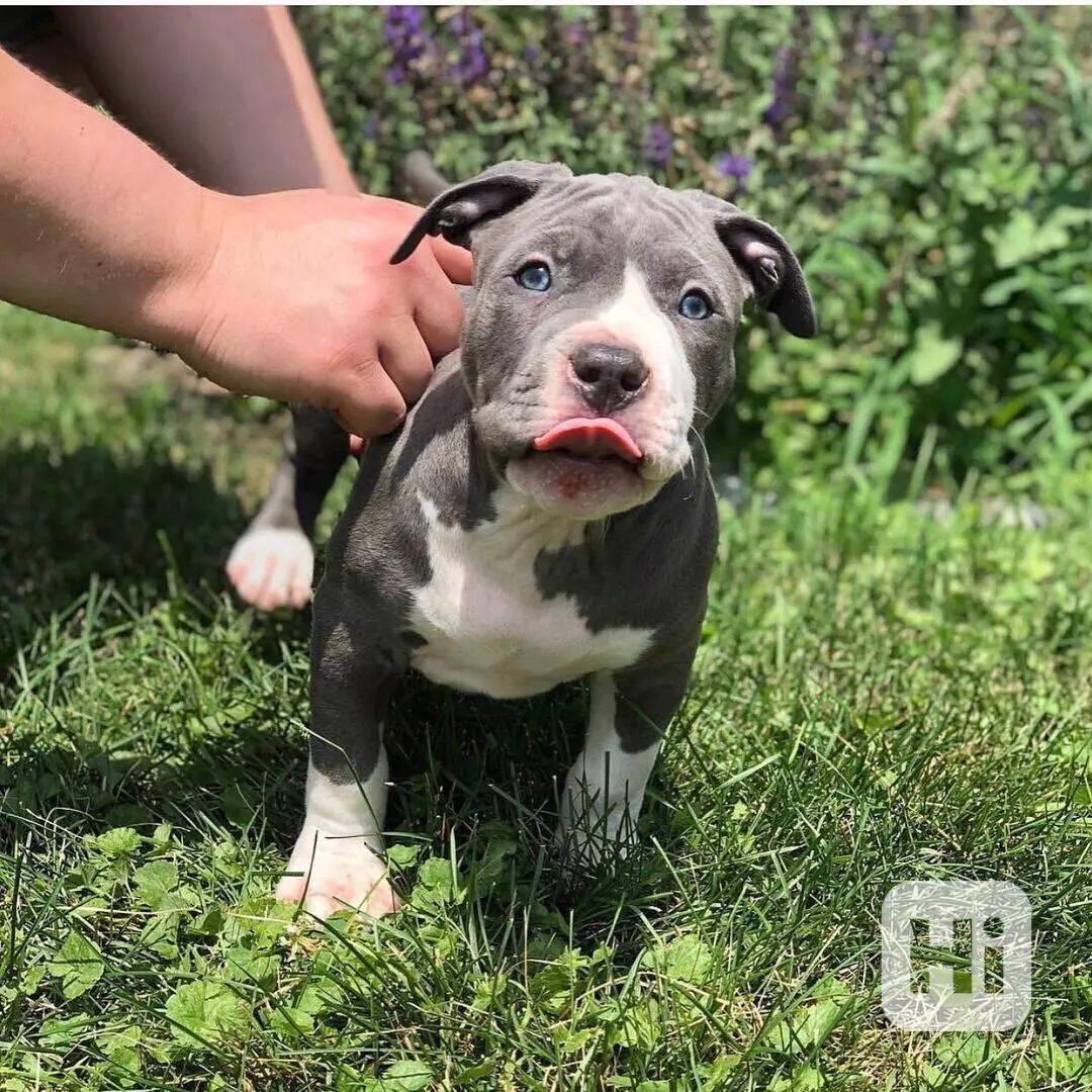 american Bully - foto 1