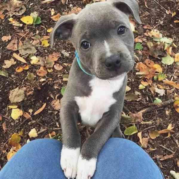 american Bully - foto 3