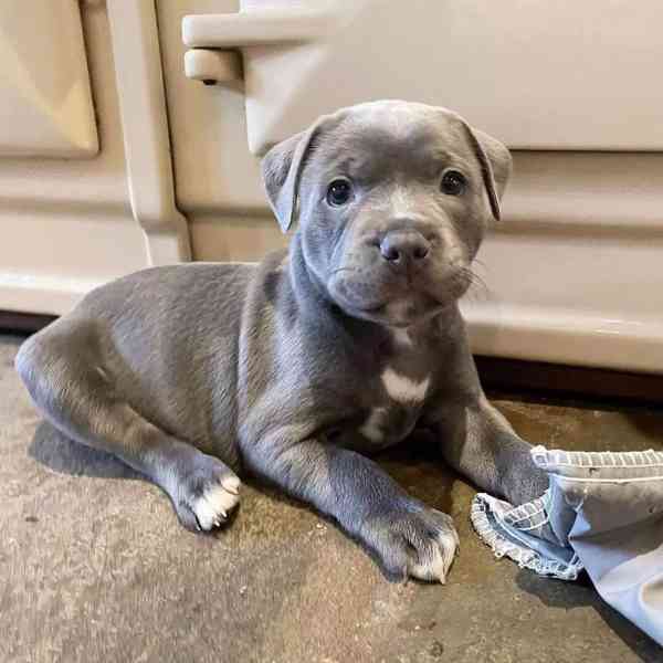 american Bully - foto 2