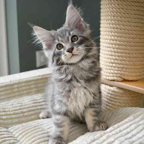 Krásná mainská mývalí koťata připravená na svůj domov - foto 1