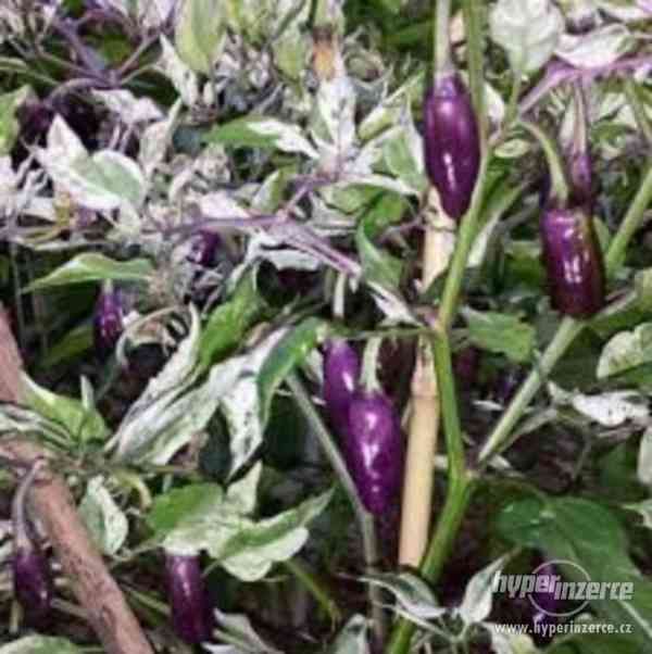 Chilli Purple Tiger - semena - foto 1