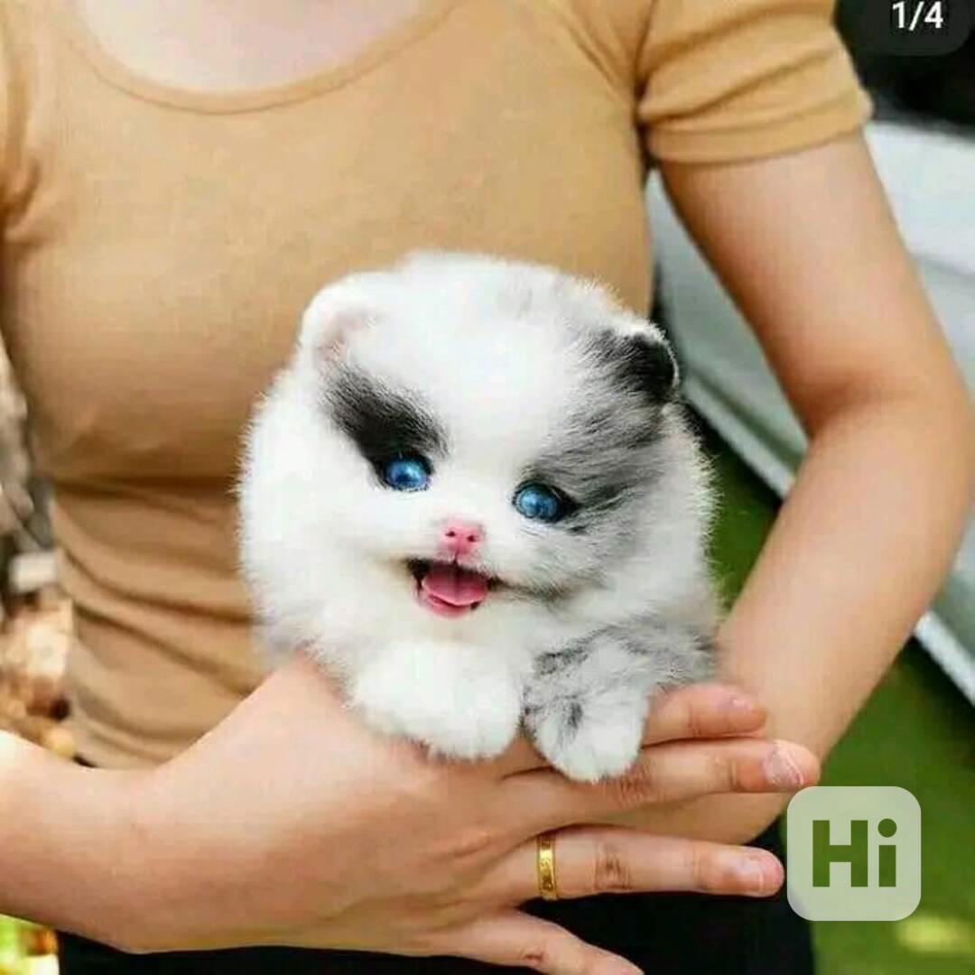 Pomeranian s pp - foto 1