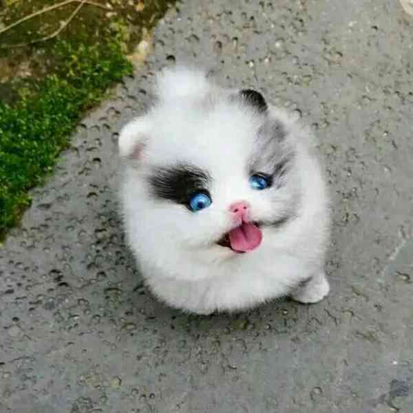 Pomeranian s pp - foto 2