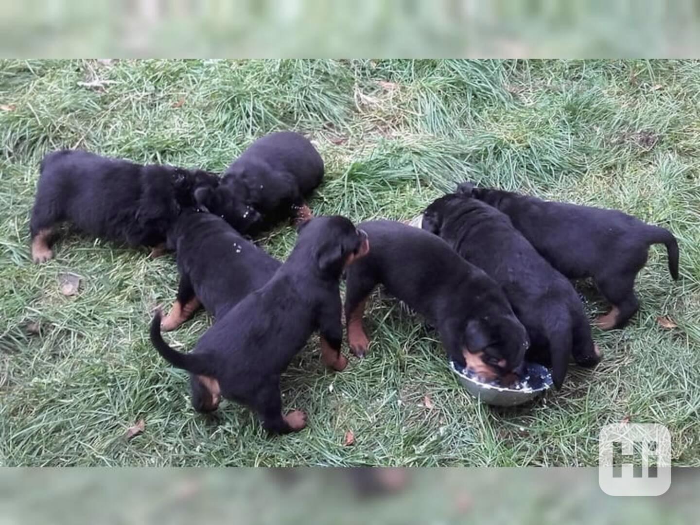 Štěňata rotvajlera  - foto 1