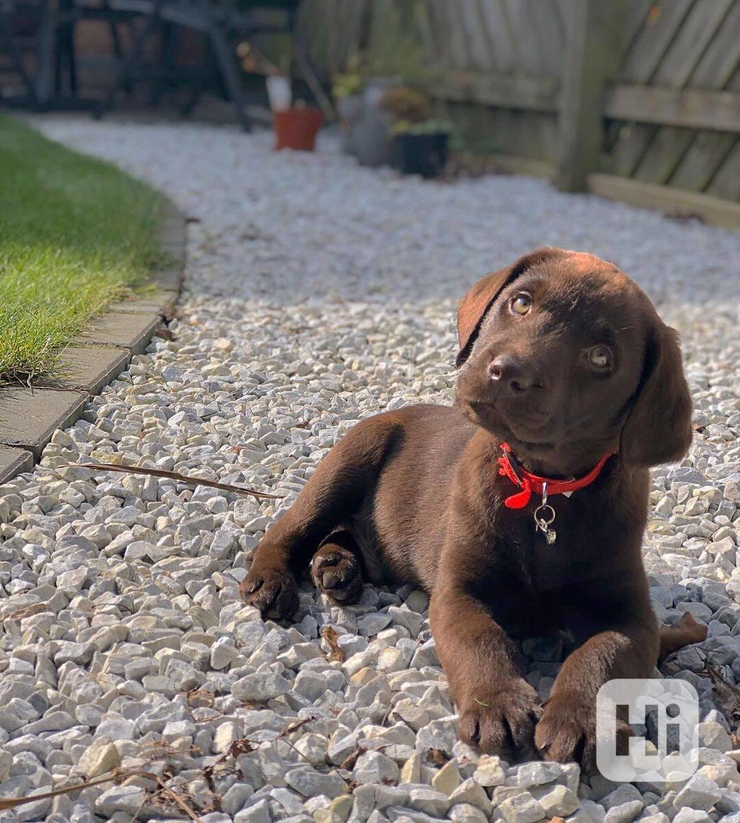 Štěně labradora hledá nový domov - foto 1