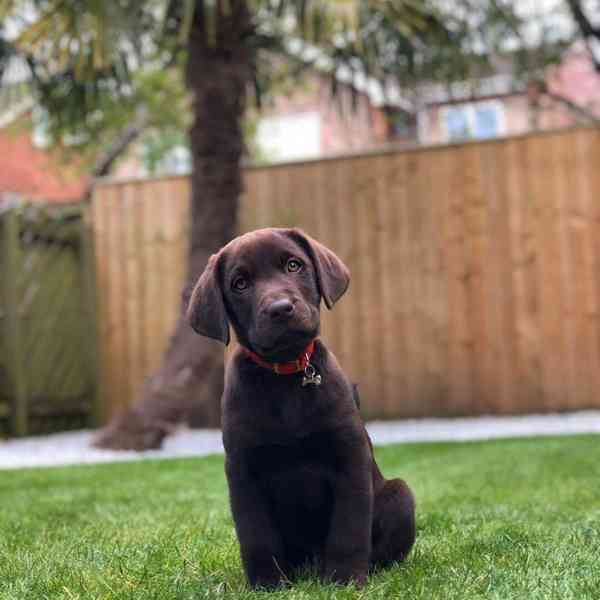Štěně labradora hledá nový domov - foto 5