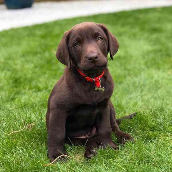Štěně labradora hledá nový domov - foto 3