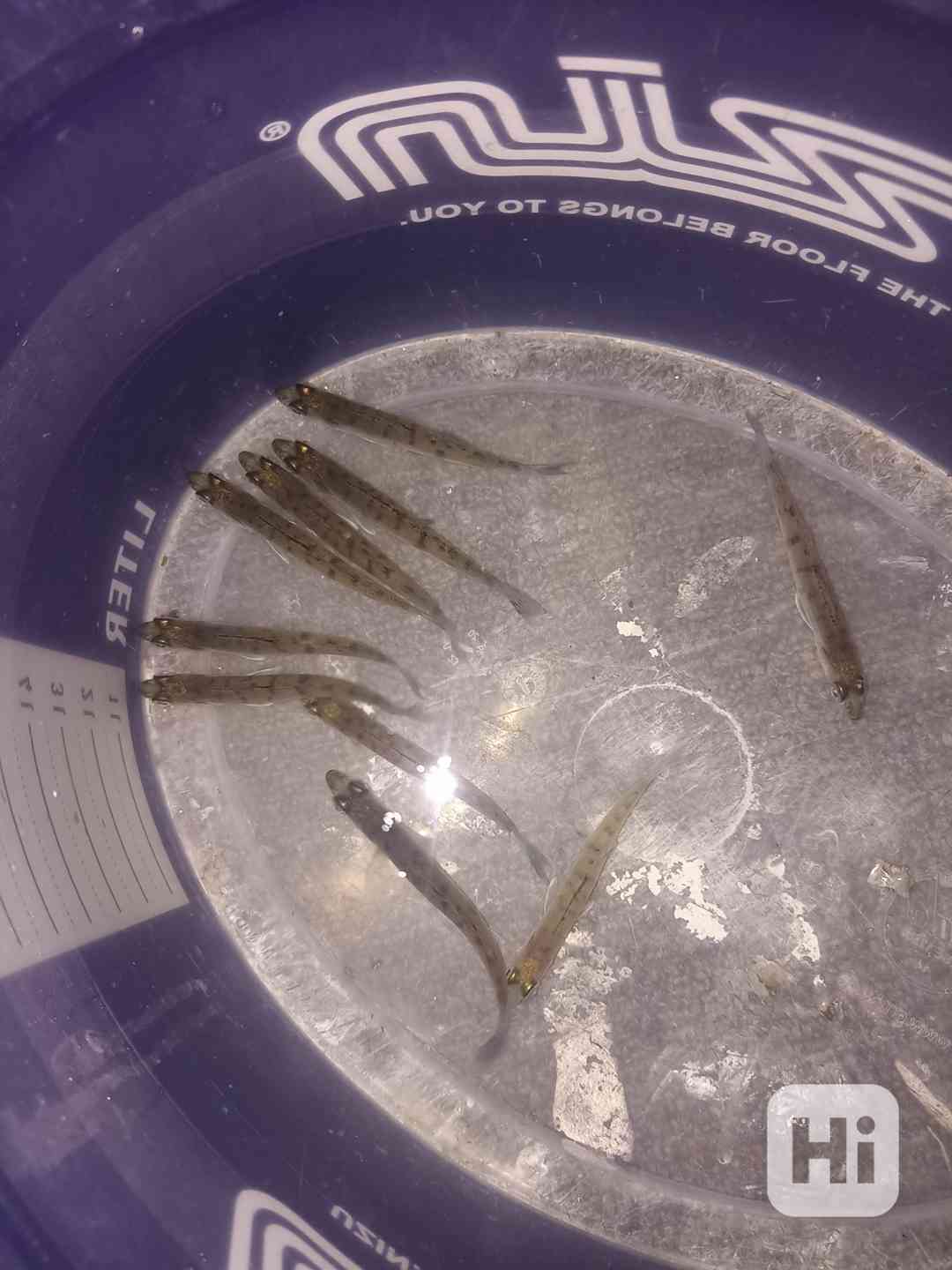 Candát Roček kolem 10cm - foto 1