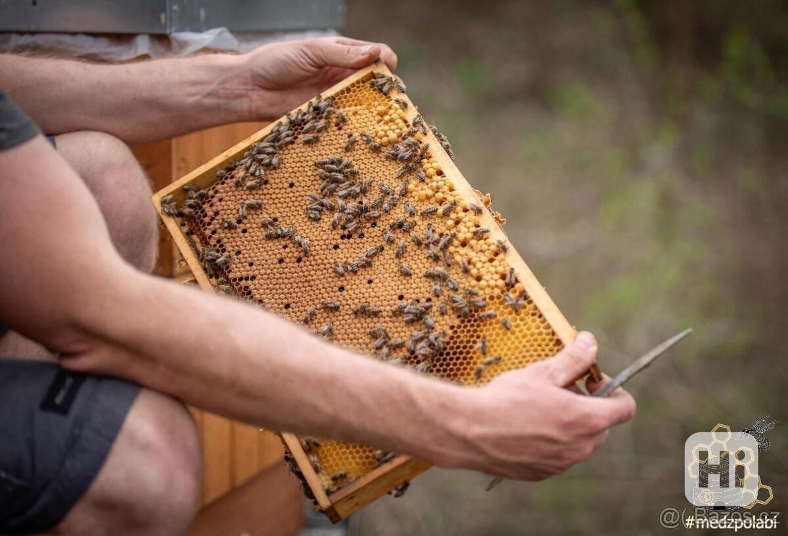 Včelí oddělky - foto 1
