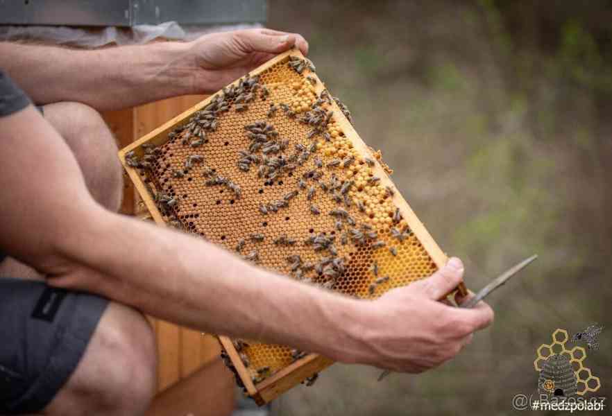 Včelí oddělky - foto 1