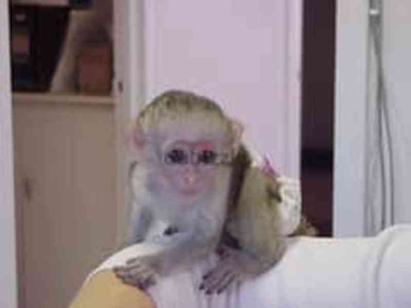 krásné kapucínské opice k adopci