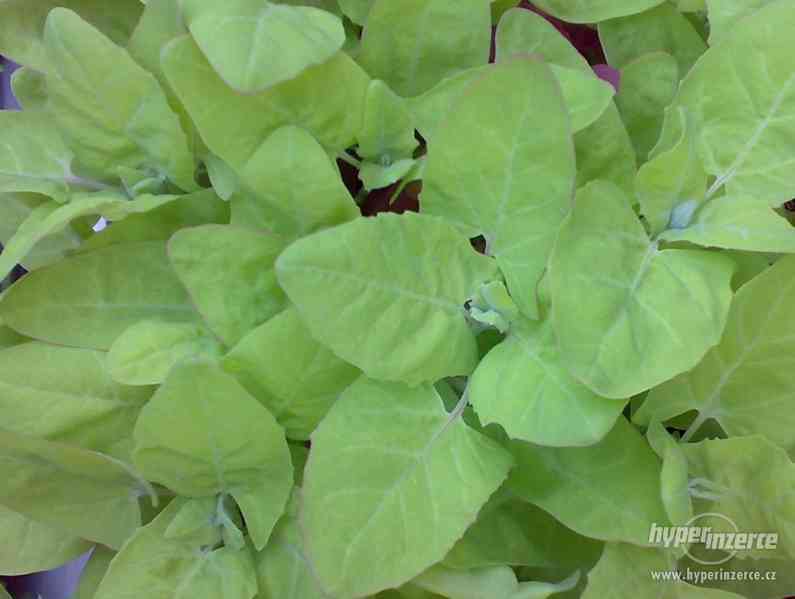 "Špenát" Lebeda zahradní zelená - Semena - 2 g - foto 1