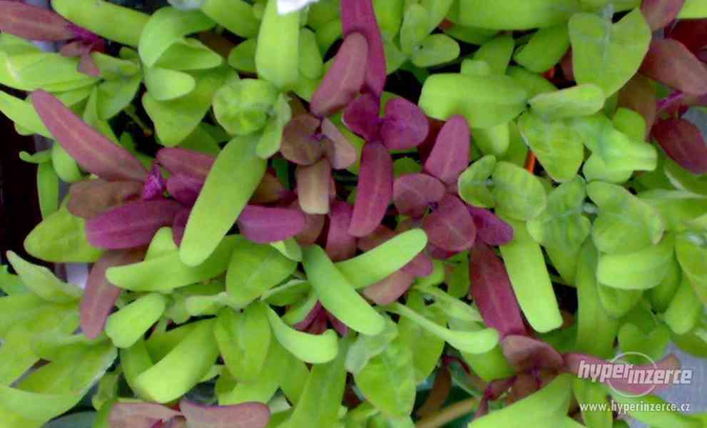 "Špenát" Lebeda zahradní zelená - Semena - 2 g - foto 3