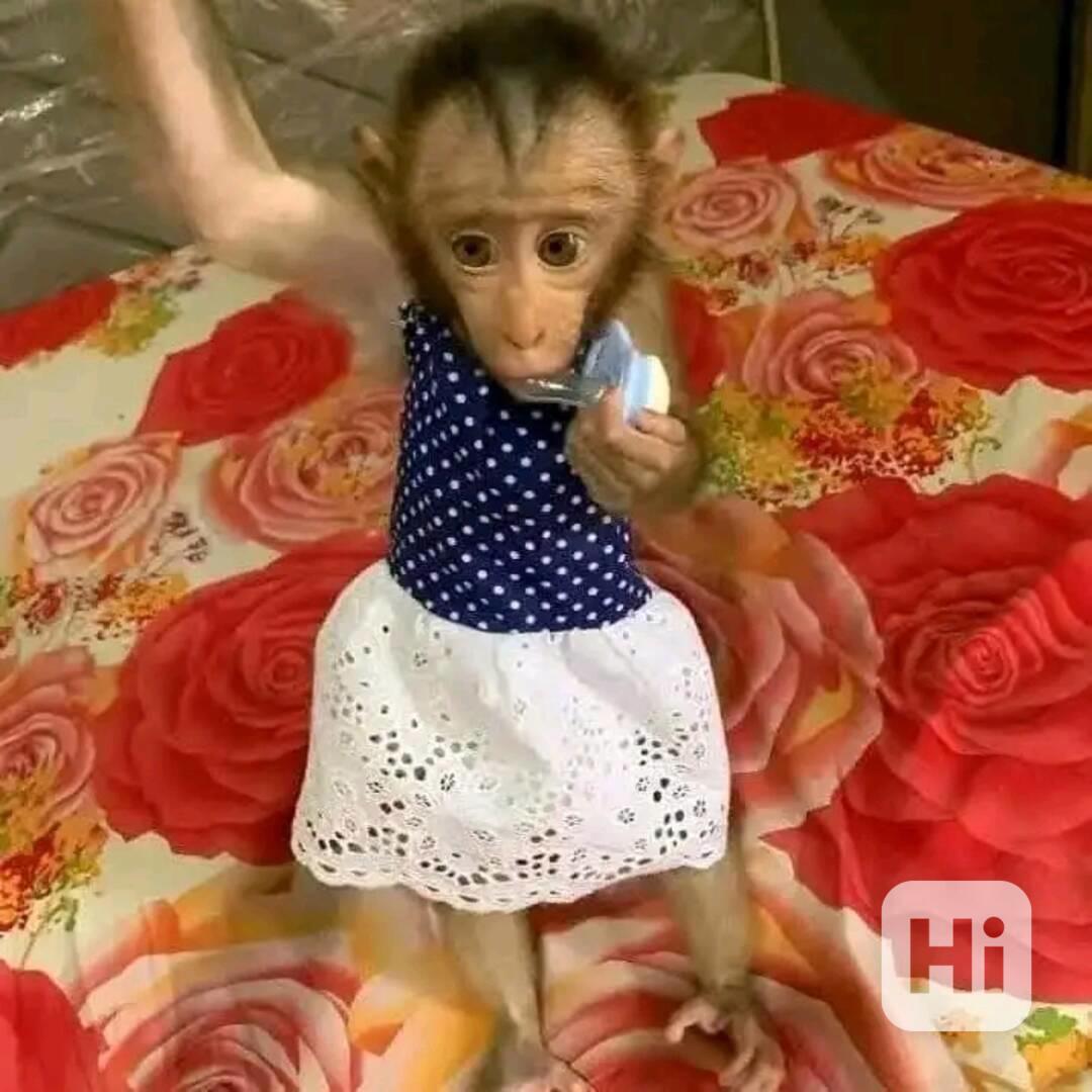  Energické milé kapucínské mládě - foto 1