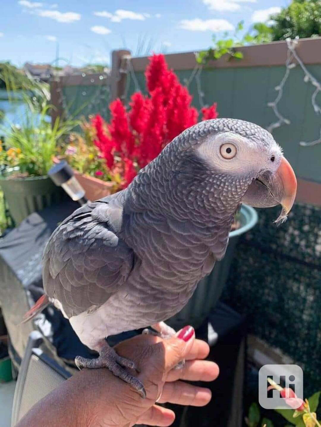 Krásní papoušci šedí afroameričtí k adopci - foto 1